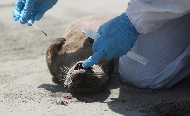 Seekor bebek mati terlihat di pantai Lobos, di tengah meningkatnya kasus infeksi flu burung, di Lima, Peru pada 22 Februari 2023. (REUTERS/Sebastian Castaneda)