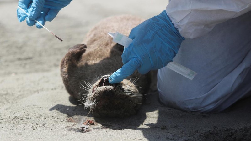 Seekor bebek mati terlihat di pantai Lobos, di tengah meningkatnya kasus infeksi flu burung, di Lima, Peru pada 22 Februari 2023. (REUTERS/Sebastian Castaneda)