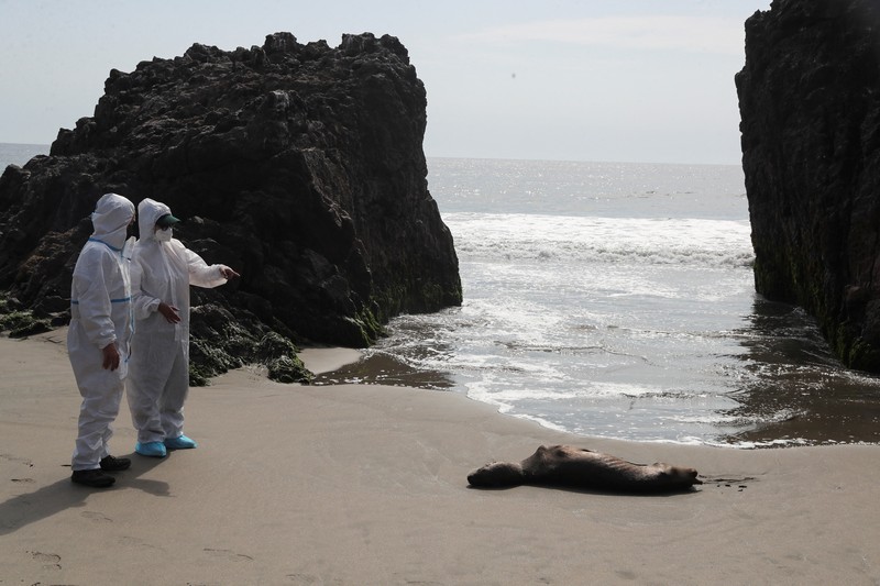 Seekor bebek mati terlihat di pantai Lobos, di tengah meningkatnya kasus infeksi flu burung, di Lima, Peru pada 22 Februari 2023. Seekor bebek mati terlihat di pantai Lobos, di tengah meningkatnya kasus infeksi flu burung, di Lima, Peru pada 22 Februari 2023. (REUTERS/Sebastian Castaneda)