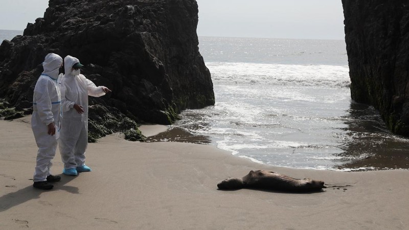 Seekor bebek mati terlihat di pantai Lobos, di tengah meningkatnya kasus infeksi flu burung, di Lima, Peru pada 22 Februari 2023. (REUTERS/Sebastian Castaneda)