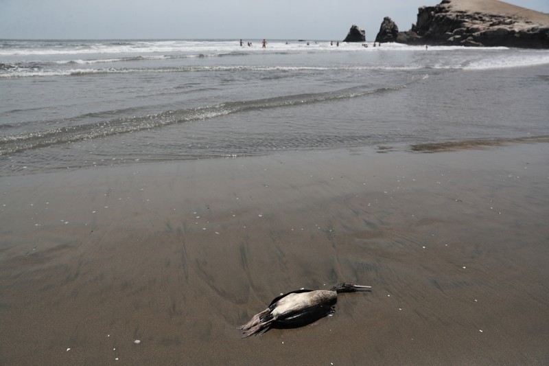 Seekor bebek mati terlihat di pantai Lobos, di tengah meningkatnya kasus infeksi flu burung, di Lima, Peru pada 22 Februari 2023. Seekor bebek mati terlihat di pantai Lobos, di tengah meningkatnya kasus infeksi flu burung, di Lima, Peru pada 22 Februari 2023. (REUTERS/Sebastian Castaneda)