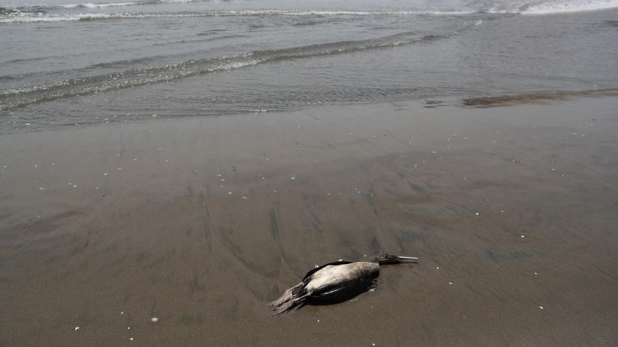 Seekor bebek mati terlihat di pantai Lobos, di tengah meningkatnya kasus infeksi flu burung, di Lima, Peru pada 22 Februari 2023. (REUTERS/Sebastian Castaneda)