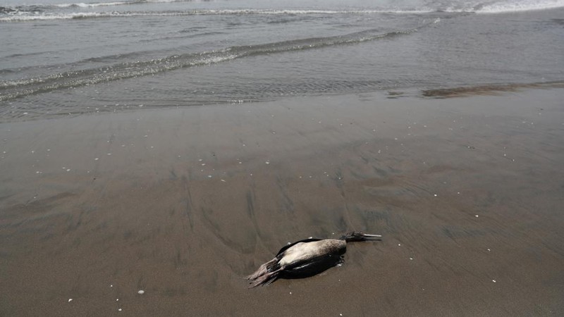 Seekor bebek mati terlihat di pantai Lobos, di tengah meningkatnya kasus infeksi flu burung, di Lima, Peru pada 22 Februari 2023. (REUTERS/Sebastian Castaneda)