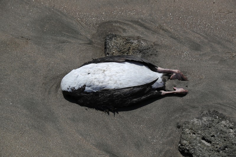 Seekor bebek mati terlihat di pantai Lobos, di tengah meningkatnya kasus infeksi flu burung, di Lima, Peru pada 22 Februari 2023. Seekor bebek mati terlihat di pantai Lobos, di tengah meningkatnya kasus infeksi flu burung, di Lima, Peru pada 22 Februari 2023. (REUTERS/Sebastian Castaneda)