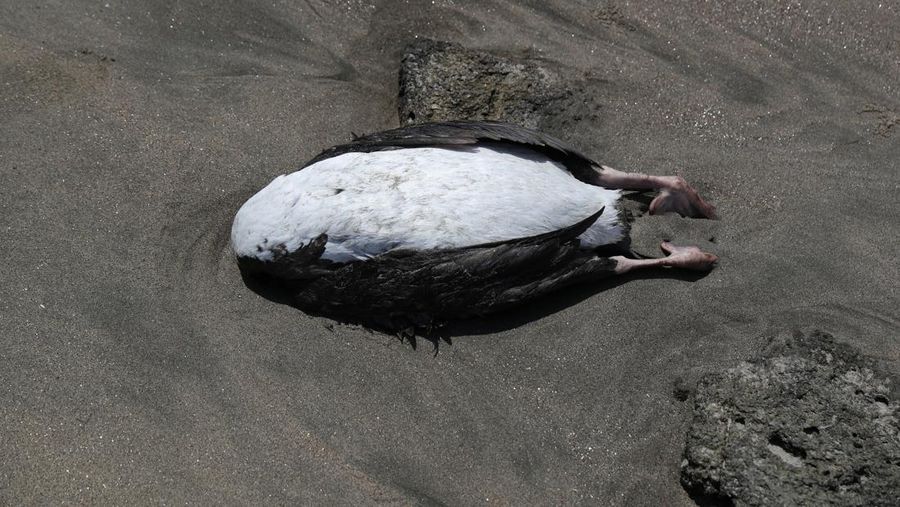 Seekor bebek mati terlihat di pantai Lobos, di tengah meningkatnya kasus infeksi flu burung, di Lima, Peru pada 22 Februari 2023. (REUTERS/Sebastian Castaneda)