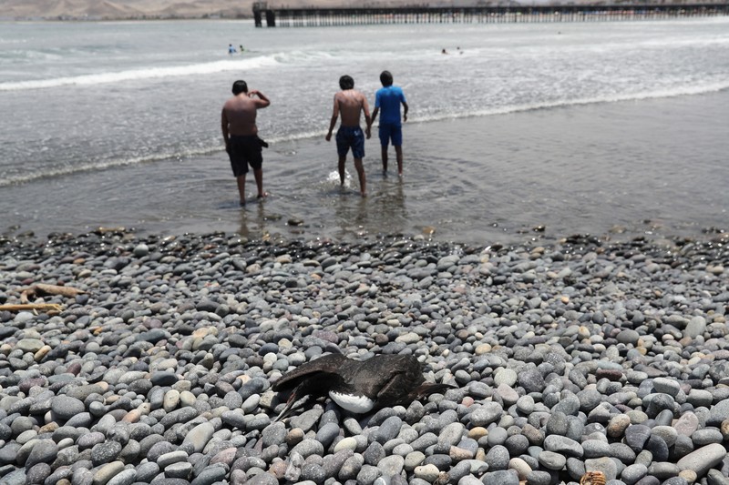 Seekor bebek mati terlihat di pantai Lobos, di tengah meningkatnya kasus infeksi flu burung, di Lima, Peru pada 22 Februari 2023. Seekor bebek mati terlihat di pantai Lobos, di tengah meningkatnya kasus infeksi flu burung, di Lima, Peru pada 22 Februari 2023. (REUTERS/Sebastian Castaneda)