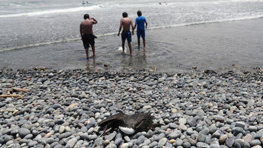 Seekor bebek mati terlihat di pantai Lobos, di tengah meningkatnya kasus infeksi flu burung, di Lima, Peru pada 22 Februari 2023. (REUTERS/Sebastian Castaneda)