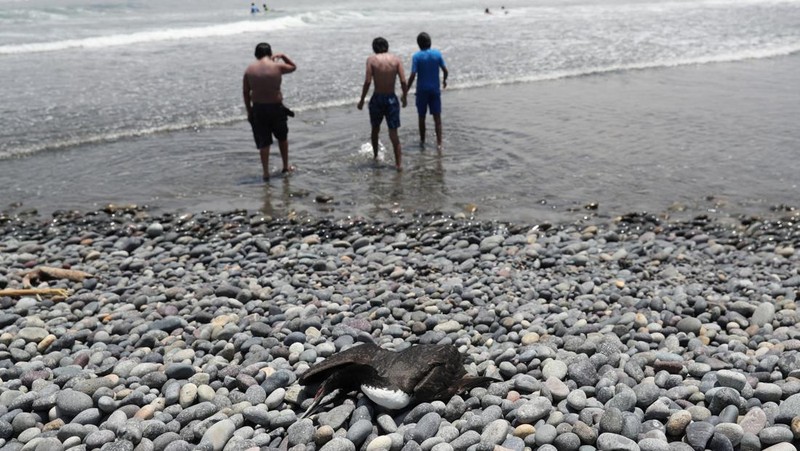 Seekor bebek mati terlihat di pantai Lobos, di tengah meningkatnya kasus infeksi flu burung, di Lima, Peru pada 22 Februari 2023. (REUTERS/Sebastian Castaneda)