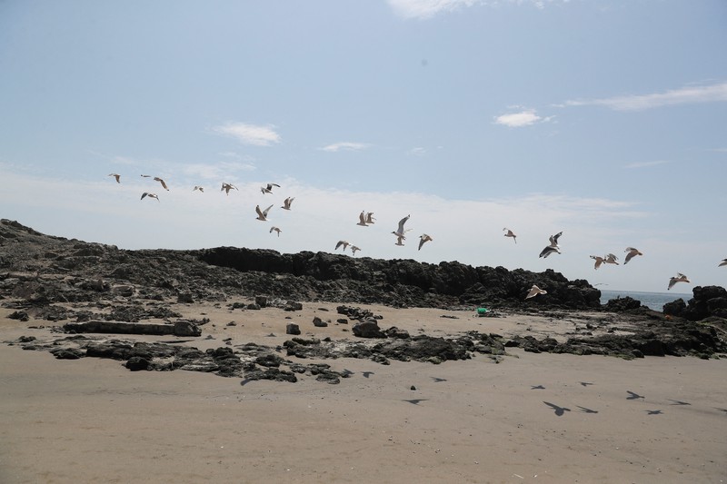 Seekor bebek mati terlihat di pantai Lobos, di tengah meningkatnya kasus infeksi flu burung, di Lima, Peru pada 22 Februari 2023. (REUTERS/Sebastian Castaneda)