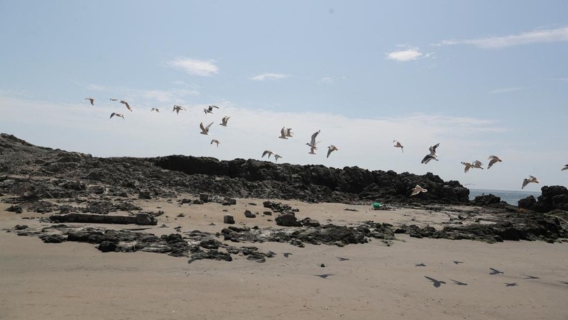 Seekor bebek mati terlihat di pantai Lobos, di tengah meningkatnya kasus infeksi flu burung, di Lima, Peru pada 22 Februari 2023. (REUTERS/Sebastian Castaneda)