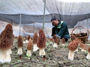 13 Jenis Jamur yang Aman Dikonsumsi dan Cara Budidaya, Potensi Cuan!
