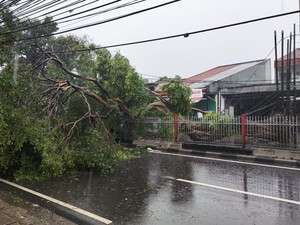 Hujan Angin di Tangsel Sebabkan 4 Pohon Tumbang, Ada Pemotor Tertimpa