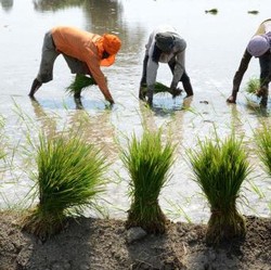 'Malapetaka' Pangan Ancam Asia, Bagaimana Nasib RI?