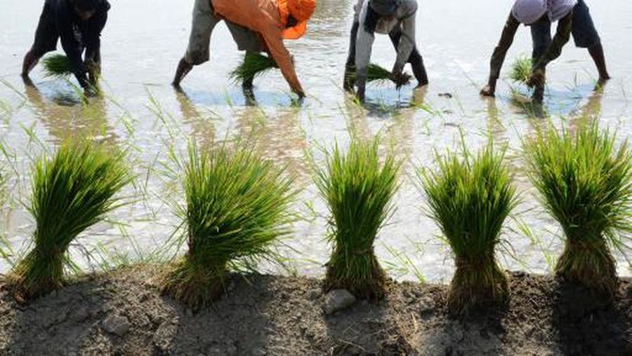 INDIA-ECONOMY-AGRICULTURE Indian labourers plant rice paddy cuttings in a field on the outskirts of Amritsar on June 16, 2015. The India Meteorological Department (IMD) has predicted an overall 12 percent shortfall in monsoon rains for the season, mainly due to the presence of El Nino conditions in the Pacific Ocean which often weakens the southwest monsoon over India. Most international agencies say El Nino is likely to strengthen over the next few months, which could adversely impact rains in India and therefore cause potential losses for agriculture. AFP PHOTO/NARINDER NANU (Photo by NARINDER NANU / AFP)