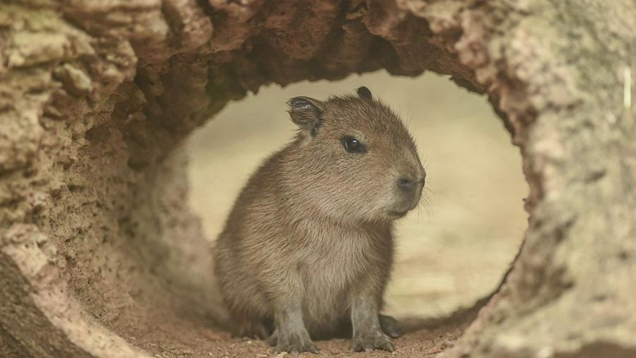 A capybara pup (Hydrochoerus hydrochaeris) born on January 1 is pictured at the Cali zoo, in Cali, Colombia, on January 6, 2023. (Photo by JOAQUIN SARMIENTO / AFP) (Photo by JOAQUIN SARMIENTO/AFP via Getty Images)