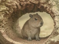 Masbro Capybara Disebut Ikan oleh Vatikan, Ini Alasannya
