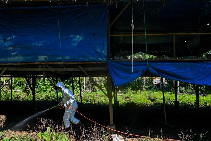 1247605615 A government worker examines chicks for signs of bird flu infection at a poultry farm in Darul Imarah in Indonesia's Aceh province on March 2, 2023. (Photo by CHAIDEER MAHYUDDIN / AFP) (Photo by CHAIDEER MAHYUDDIN/AFP via Getty Images)