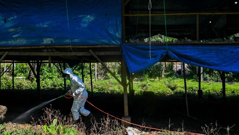 A government worker examines chicks for signs of bird flu infection at a poultry farm in Darul Imarah in Indonesia's Aceh province on March 2, 2023. (Photo by CHAIDEER MAHYUDDIN / AFP) (Photo by CHAIDEER MAHYUDDIN/AFP via Getty Images)