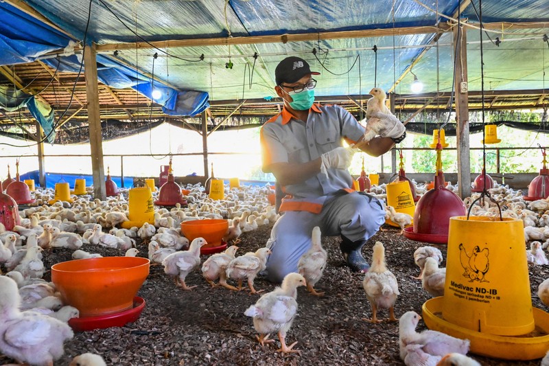 1247605615 A government worker examines chicks for signs of bird flu infection at a poultry farm in Darul Imarah in Indonesia's Aceh province on March 2, 2023. (Photo by CHAIDEER MAHYUDDIN / AFP) (Photo by CHAIDEER MAHYUDDIN/AFP via Getty Images)