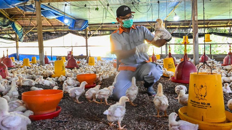 A government worker examines chicks for signs of bird flu infection at a poultry farm in Darul Imarah in Indonesia's Aceh province on March 2, 2023. (Photo by CHAIDEER MAHYUDDIN / AFP) (Photo by CHAIDEER MAHYUDDIN/AFP via Getty Images)