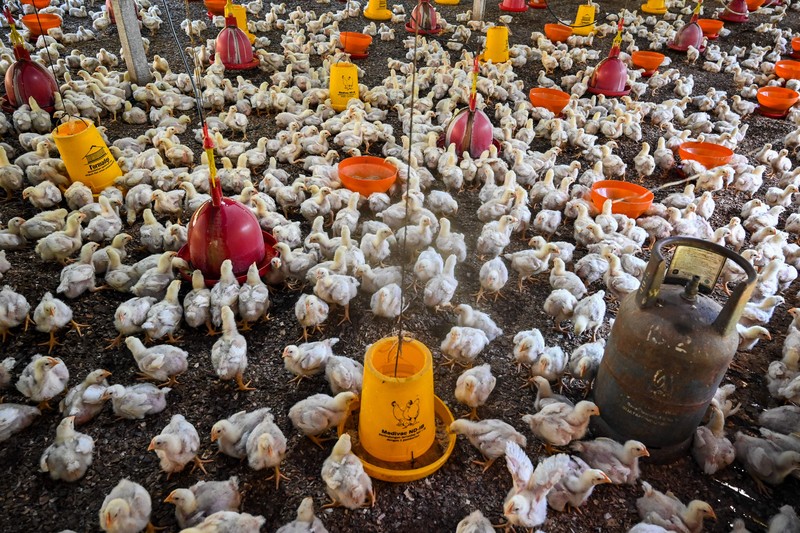 1247605615 A government worker examines chicks for signs of bird flu infection at a poultry farm in Darul Imarah in Indonesia's Aceh province on March 2, 2023. (Photo by CHAIDEER MAHYUDDIN / AFP) (Photo by CHAIDEER MAHYUDDIN/AFP via Getty Images)