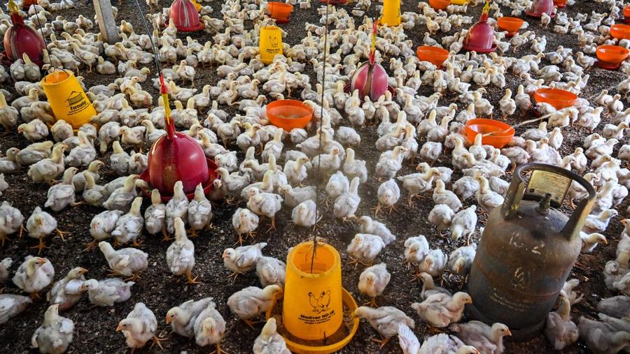 A government worker examines chicks for signs of bird flu infection at a poultry farm in Darul Imarah in Indonesia's Aceh province on March 2, 2023. (Photo by CHAIDEER MAHYUDDIN / AFP) (Photo by CHAIDEER MAHYUDDIN/AFP via Getty Images)