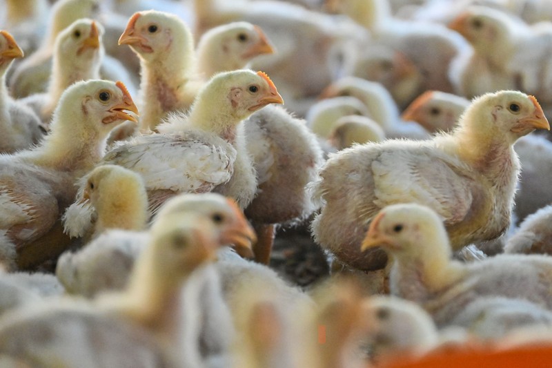 1247605615 A government worker examines chicks for signs of bird flu infection at a poultry farm in Darul Imarah in Indonesia's Aceh province on March 2, 2023. (Photo by CHAIDEER MAHYUDDIN / AFP) (Photo by CHAIDEER MAHYUDDIN/AFP via Getty Images)