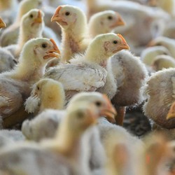 Warning! AS Laporkan Kematian Pertama Manusia terkait Flu Burung