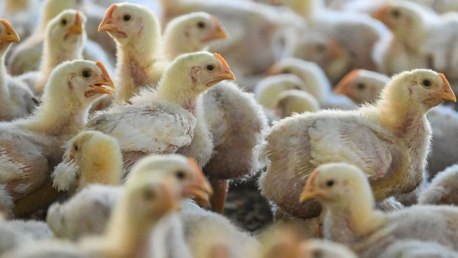 Chicks are seen at a poultry farm during checks undergone by government workers to examines the animals for signs of bird flu infection in Darul Imarah in Indonesia's Aceh province on March 2, 2023. (Photo by CHAIDEER MAHYUDDIN / AFP) (Photo by CHAIDEER MAHYUDDIN/AFP via Getty Images)