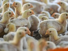 Duh! Negara Ini Deteksi Kasus Pertama Flu Burung pada Manusia
