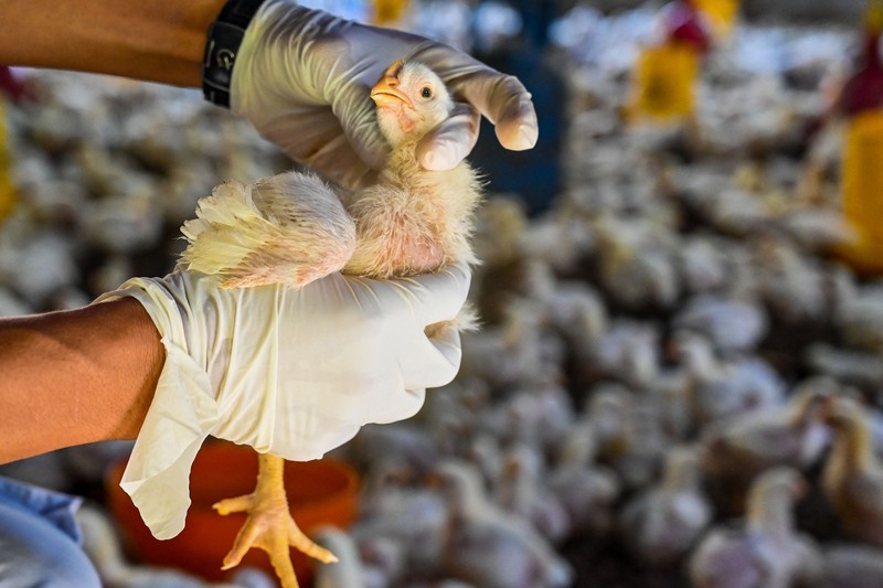 1247605615 A government worker examines chicks for signs of bird flu infection at a poultry farm in Darul Imarah in Indonesia's Aceh province on March 2, 2023. (Photo by CHAIDEER MAHYUDDIN / AFP) (Photo by CHAIDEER MAHYUDDIN/AFP via Getty Images)