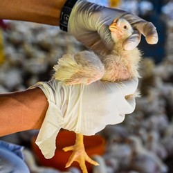 Flu Burung Menyerang, AS Siap Produksi 4,8 Juta Vaksin H5N1