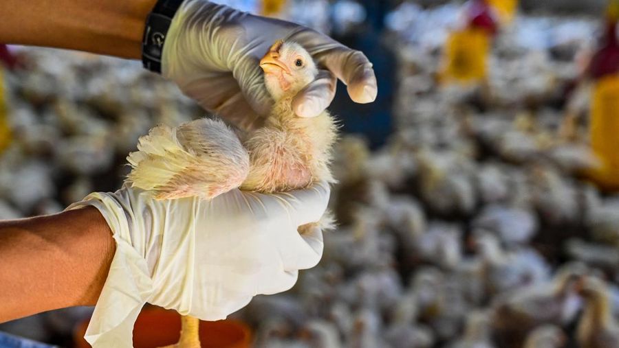 A government worker examines chicks for signs of bird flu infection at a poultry farm in Darul Imarah in Indonesia's Aceh province on March 2, 2023. (Photo by CHAIDEER MAHYUDDIN / AFP) (Photo by CHAIDEER MAHYUDDIN/AFP via Getty Images)