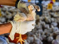 Ahli Kaget Temukan Virus Flu Burung di Sapi Perah & Dokter Hewan