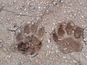 Temuan Jejak Kaki-Suara Auman Diduga Harimau Bikin Resah Warga di Deli Serdang