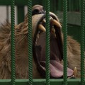 Tragis! Singa dan Gajah Tiba-Tiba Menyerang Manusia, 2 Orang Tewas