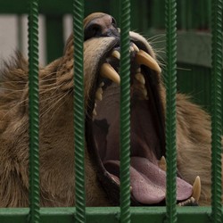 Tragis! Singa dan Gajah Tiba-Tiba Menyerang Manusia, 2 Orang Tewas