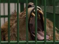Tragis! Singa dan Gajah Tiba-Tiba Menyerang Manusia, 2 Orang Tewas