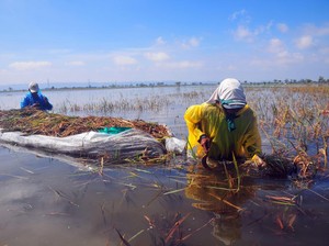 100 Hektare Padi di Sumsel Diprediksi Gagal Panen Akibat Banjir