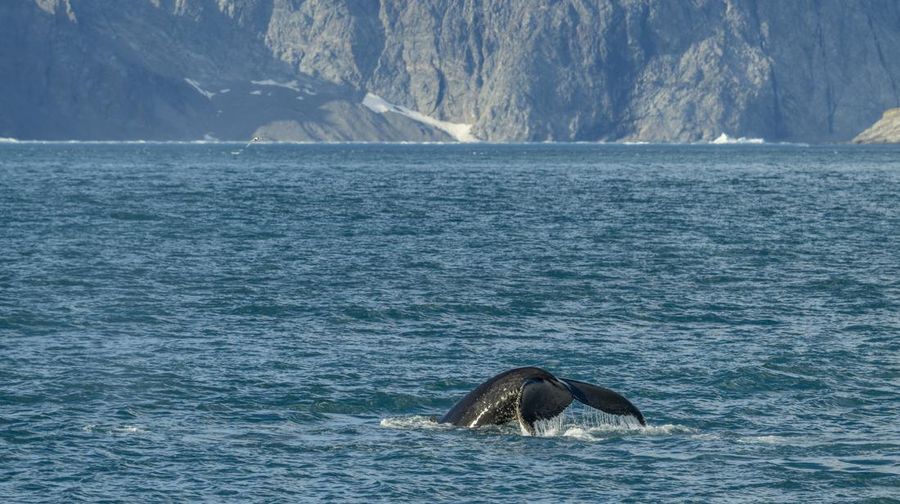 SOUTH GEORGIA AND THE SOUTH SANDWICH ISLANDS - 2022/11/21: A Humpback whale (Megaptera novaeangliae) is diving, showing the fluke, off the coast of South Georgia Island, Sub-Antarctica. (Photo by Wolfgang Kaehler/LightRocket via Getty Images)