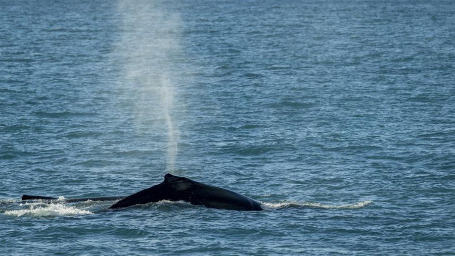 SOUTH GEORGIA AND THE SOUTH SANDWICH ISLANDS - 2022/11/21: Humpback whales (Megaptera novaeangliae) off the coast of South Georgia Island, Sub-Antarctica. (Photo by Wolfgang Kaehler/LightRocket via Getty Images)