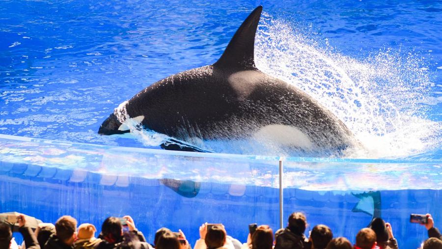 SHANGHAI, CHINA - JANUARY 27: Tourists take photos of an orca jumping from the water at Haichang Ocean Park on January 27, 2023 in Shanghai, China. (Photo by Guan Yunan/VCG via Getty Images)