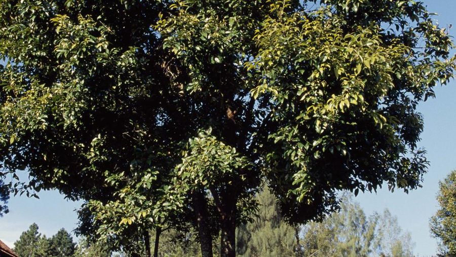 Pohon rambutan hutan (De Agostini via Getty Images)