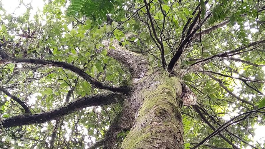 Pohon rambutan hutan (Istimewa)