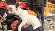 Ajaib! Anjing Selamat usai 22 Hari Terjebak Puing Gempa Turki