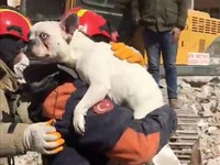 Ajaib! Anjing Selamat usai 22 Hari Terjebak Puing Gempa Turki