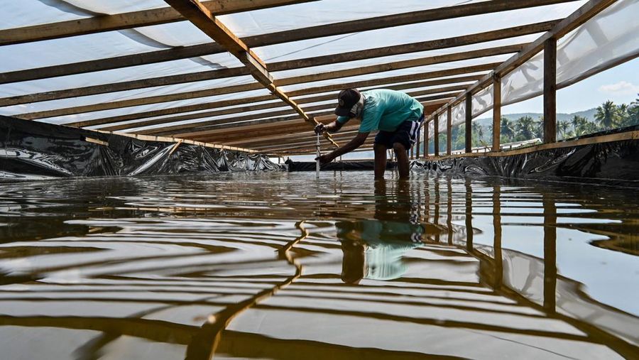 Garam diolah dengan cara tradisional di sebuah peternakan di Lamnga, pinggiran Banda Aceh (7/3/2023) Maret 2023. (CHAIDEER MAHYUDDIN/AFP via Getty Images)