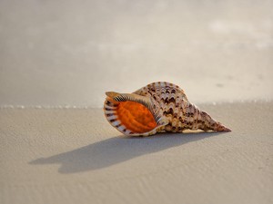 Kerang Danau Invansif Membuat Warga Resah
