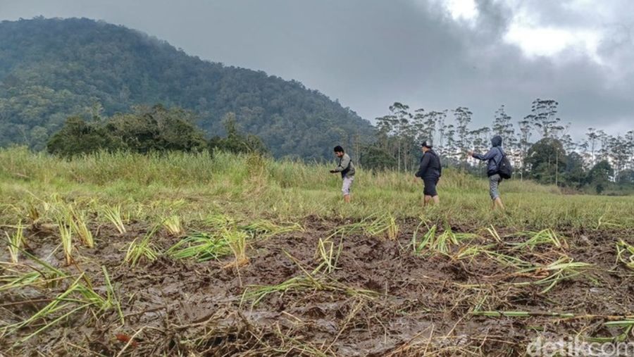 Ajang motor trail di Ranca Upas, Kabupaten Bandung pada Minggu (5/3/2023). (Dok:Yuga Hassani/detikJabar )