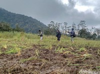 Bikin Geram, Komunitas Motor Trail Viral usai Rusak Edelweis